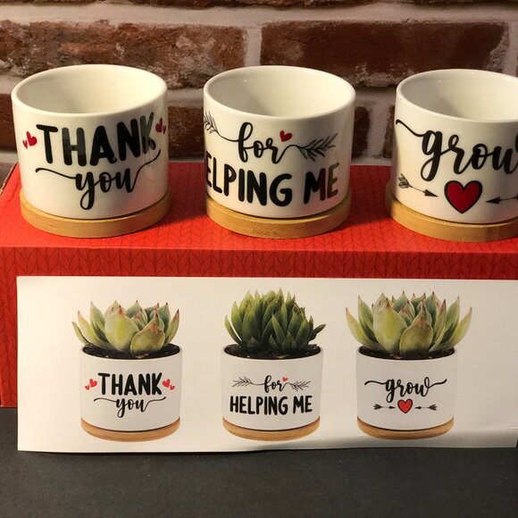 Colorful Parrot Appreciation Succulent Pot Trio - Picture 2 of 7